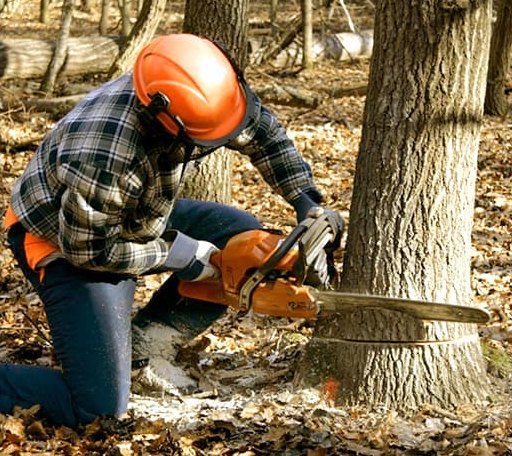 Tree Removal in Ewing, IL